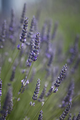 Purple lavender flowers