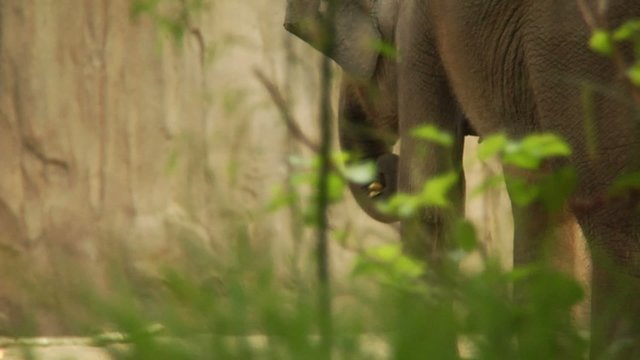 An elephant walks behind tall grass