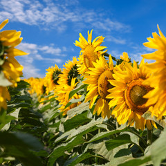 Sunflowers under blue sky with clouds