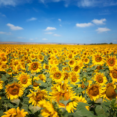 Sunflowers under blue sky with clouds