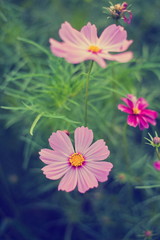 Cosmos flowers in purple, white, pink and red, is beautiful suns