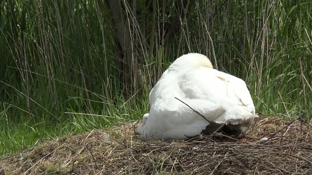 swan with ducklings in the nest