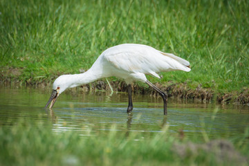 Eurasian Spoonbill
