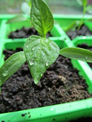 Young Chilli Pepper seedlings