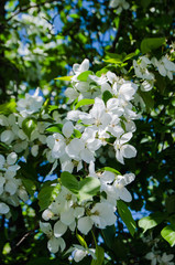 Цветение яблони.