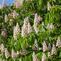 Flowering branches of chestnut
