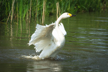 White swan spreading its wings