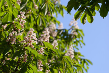 Flowering branches of chestnut