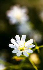 Anemone white flower
