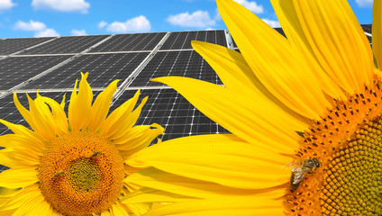 Sunflowers with honey bee in the background solar energy panels.