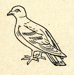 Rock dove (Columba livia) 