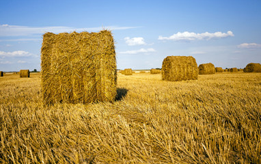 Fototapeta premium agricultural field 