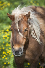 Obraz premium small brown pony with pigtails in spring meadow