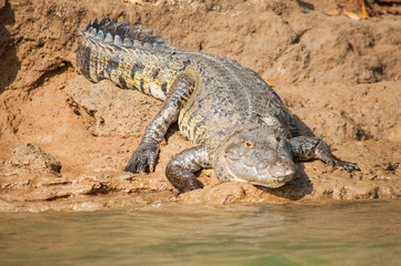 Big crocodile 
