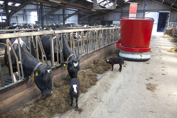 black and white cows in stable feed from feeding robot