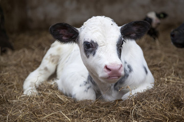 very young black and white calf in straw of barn looks alert © ahavelaar