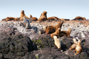 Naklejka premium Group of sea lions 