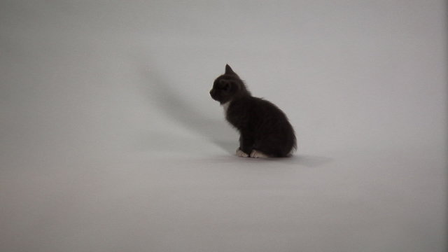 Black and white tuxedo kitten looks timid against a white background