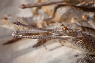 Young gavial in crocodile’s nursery 
