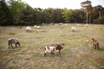 Naklejka premium flock of sheep in forest area near Zeist