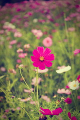 Fototapeta premium Cosmos flowers in purple, white, pink and red, is beautiful suns