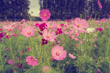 Cosmos flowers in purple, white, pink and red, is beautiful suns