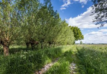 Fototapeta na wymiar Overgrown old path in a rural area