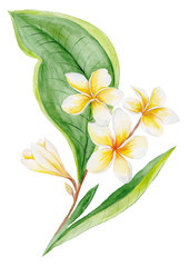 Plumeria Watercolor Plant