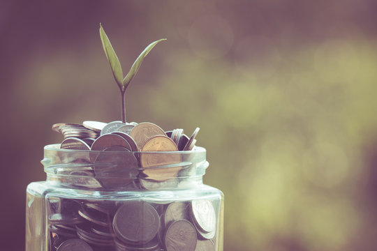 plant growing out of coins 