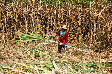  The workers are harvesting the sugarcane 