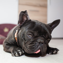 tired french bulldog