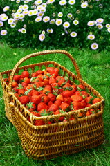 Fototapeta na wymiar panier de fraises fraîches d'été,récolte