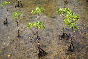 Young mangrove trees in forest at the estuary of a river. Thaila
