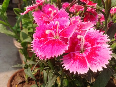 Nice pink flower