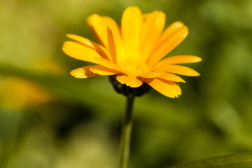 calendula flower  