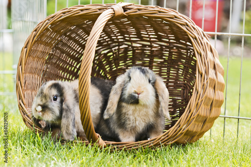 "Kaninchen im Garten" Stockfotos und lizenzfreie Bilder auf