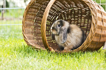 Kaninchen im Garten