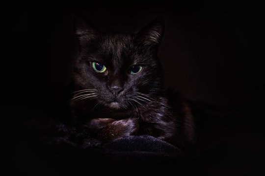 black cat on a black background in low key