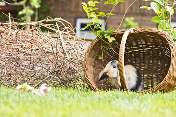 Kaninchen im Garten