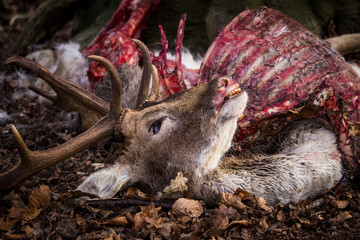 Naklejka premium Dead buck lays on ground in forest