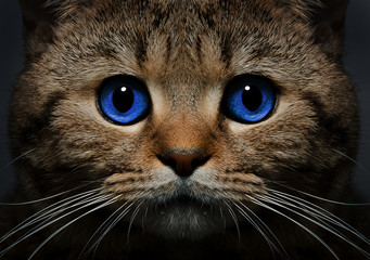Portrait of a cat Scottish Straight with blue eyes closeup