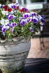 Pansy flower pot of.