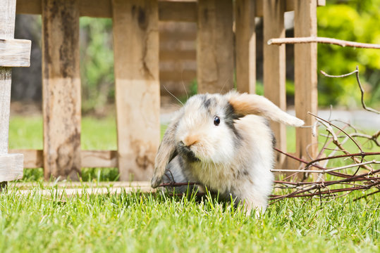 Kaninchen im Garten