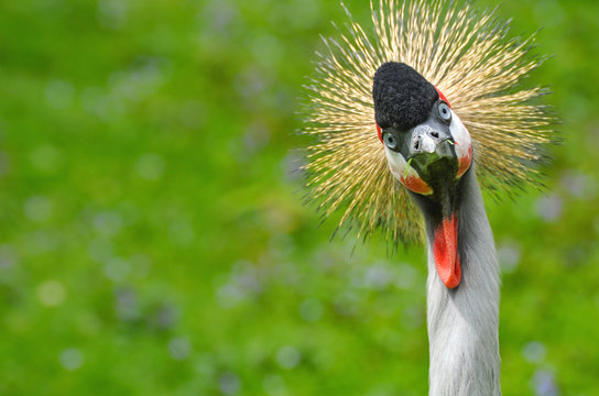 Kronenkranich lustiger Blick