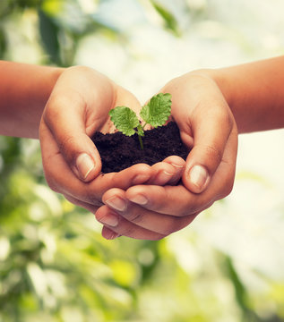 Woman Hands Holding Plant In Soil