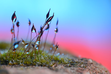 Mooslandschaft Fantasiefarben