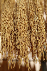 Hanging rice in the husks, paddy, unmilled.
