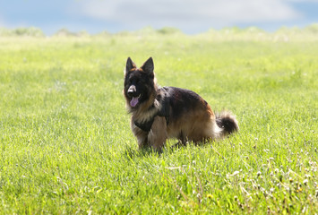 The dog, a German Shepherd on a green lawn