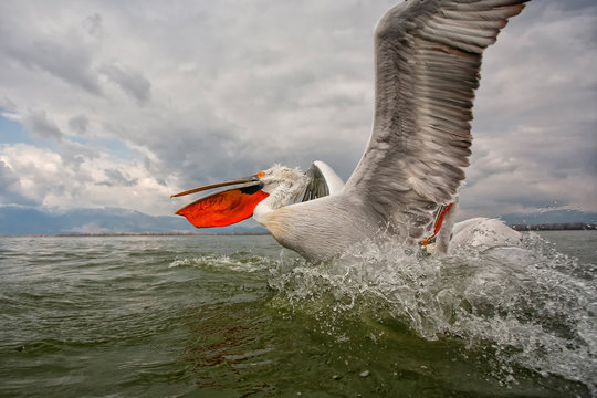 Pellicano, lago kerkini, Grecia