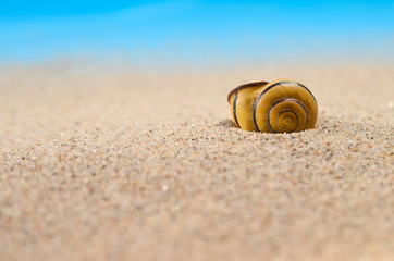 Sand und Strand und Schneckenhaus